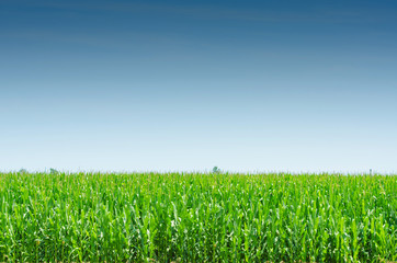 Fototapeta premium Corn field on bright summe day