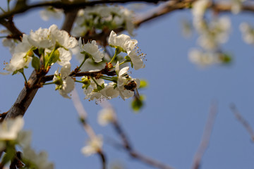 blossom cherry tree with bee