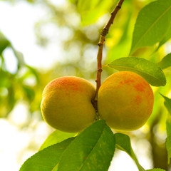 The peach, Prunus persica,