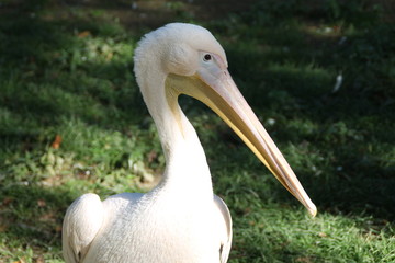 Ein Pelikan in einem Zoo