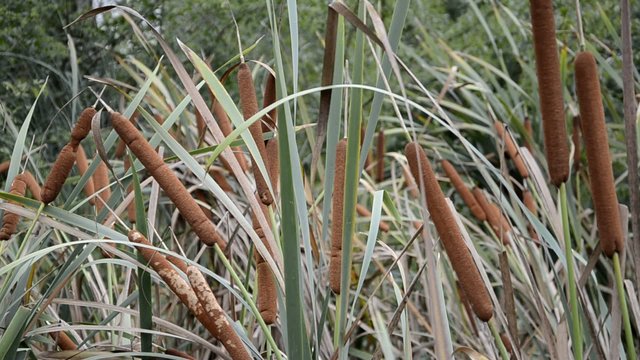 Typha latifolia