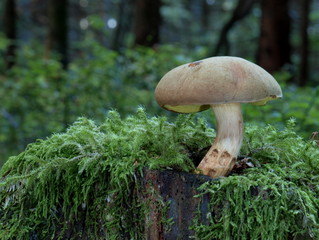 Ziegenlippe, Boletus subtomentosus