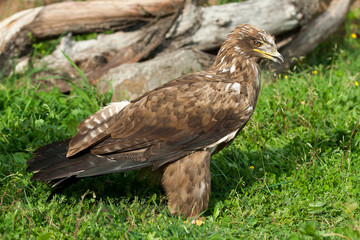 Eagle