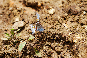 The Silver-studded Blue (Plebejus argus) butterfly