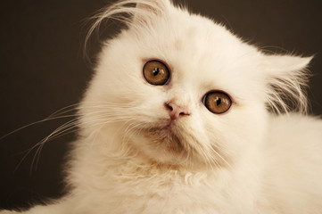 Obraz premium Cute Persian kitten