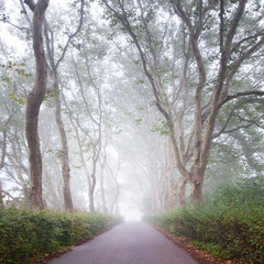 autumn view on to path in plane tree alley in mist