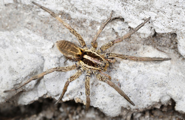 closeup of a Spider