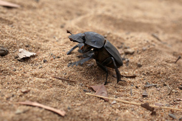 Dung beetle