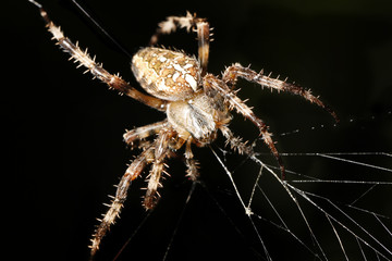 Spider on web
