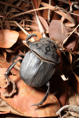Dung beetle