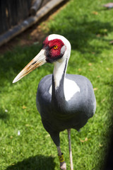 A Close Up Portrait of a White Naped Crane