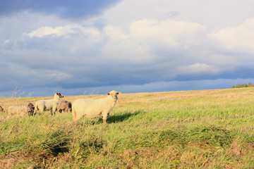 Sheep in the meadow