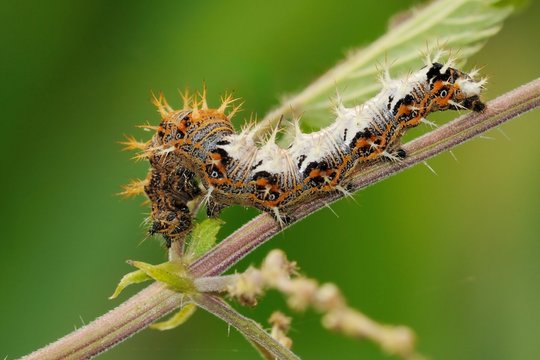 Bruco Polygonia c-album