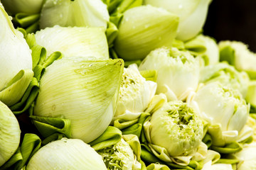 White lotus in chiangmai Thailand