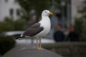 Gabbiano