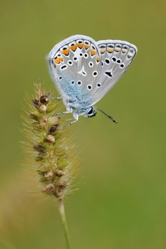 Polyommatus icarus