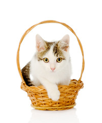 Fototapeta na wymiar white kitten in basket. isolated on white background