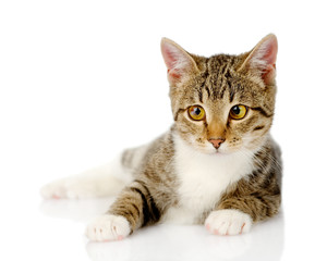 kitten lying in front. isolated on white background