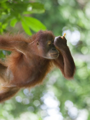 Borneo Orangutan