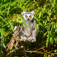 Ring-tailed lemur (Lemur catta)