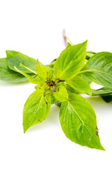 Sweet basil