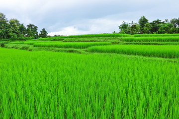 Young rice field on beginning rainy season on cloudy day