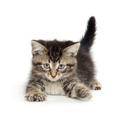 Cute tabby kitten