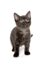 Cute black cat on white