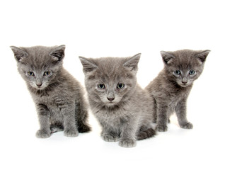 Three gray kitten