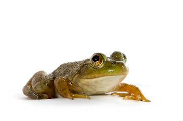 American Bullfrog