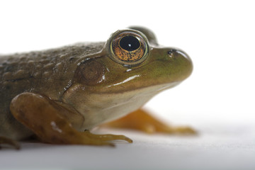 American Bullfrog