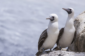 Couple de fous aux pieds bleus