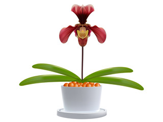 Paphiopedilum