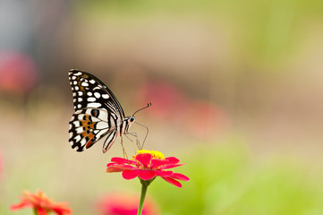 lime butterfly on flower close up