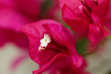Bougainville flowers