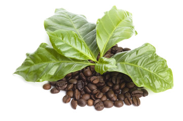 coffee grains and leaves