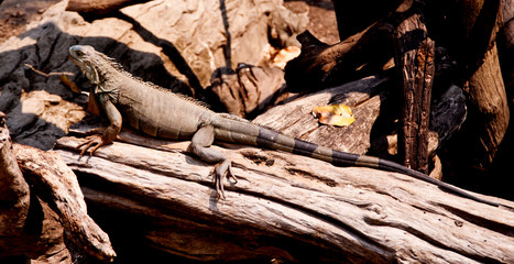 Iguana
