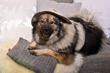 Hund mit Hut  auf Sofa mit Kissen
