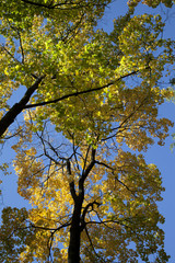 Autumn forest