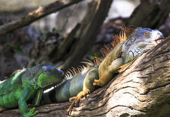  Iguana in the nature