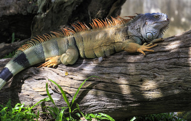  Iguana in the nature