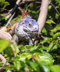  Iguana in the nature