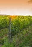 Tramonto in vigna