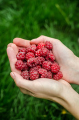 Hands holding raspberries