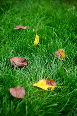 Withered leaves on the green lawn