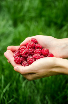Hands holding raspberries