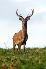 Red Deer