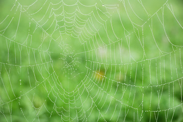 Spider web with morning dew closeup background