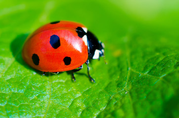 ladybug