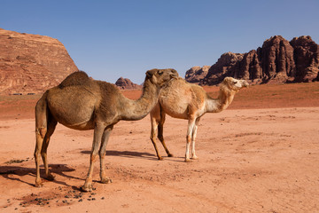 A wild camel family in Wadi Rum desert